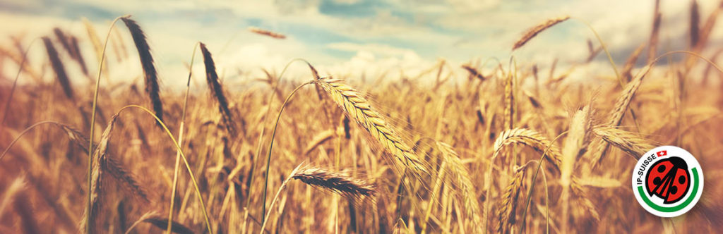 wheatfield-ipsuisse